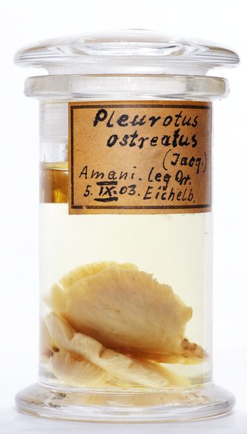preview Pleurotus ostreatus (Jacq.) P.Kumm.